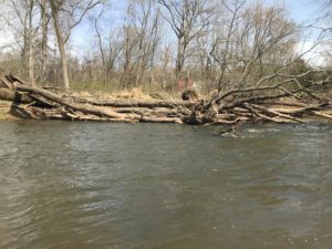 Read more about the article Benefits of Large Woody Debris in Streams
