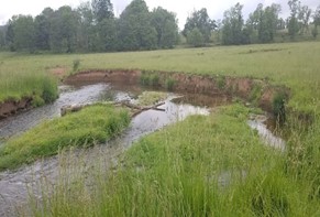 Read more about the article Upper Hammer Creek Restoration Plans Moving Forward