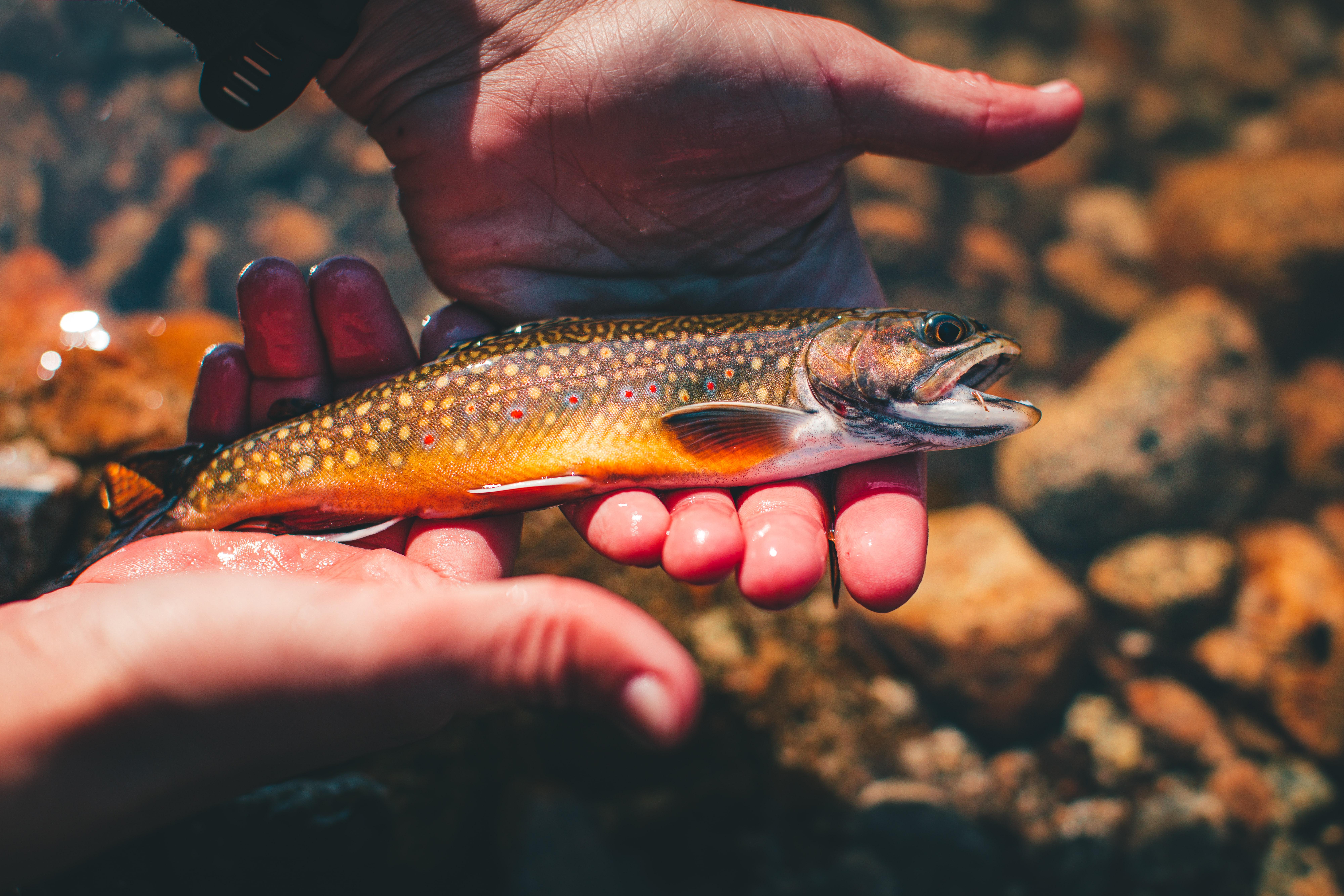 Read more about the article Brook Trout Myths & Urban Legends: Fly Fishing Consultant Podcast