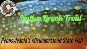 Read more about the article Native Brook Trout: PA’s Misunderstood State Fish with Dr. Jim Suleski