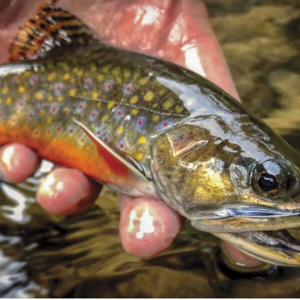 to the Doc Fritchey Chapter of Trout Unlimited Doc Fritchey