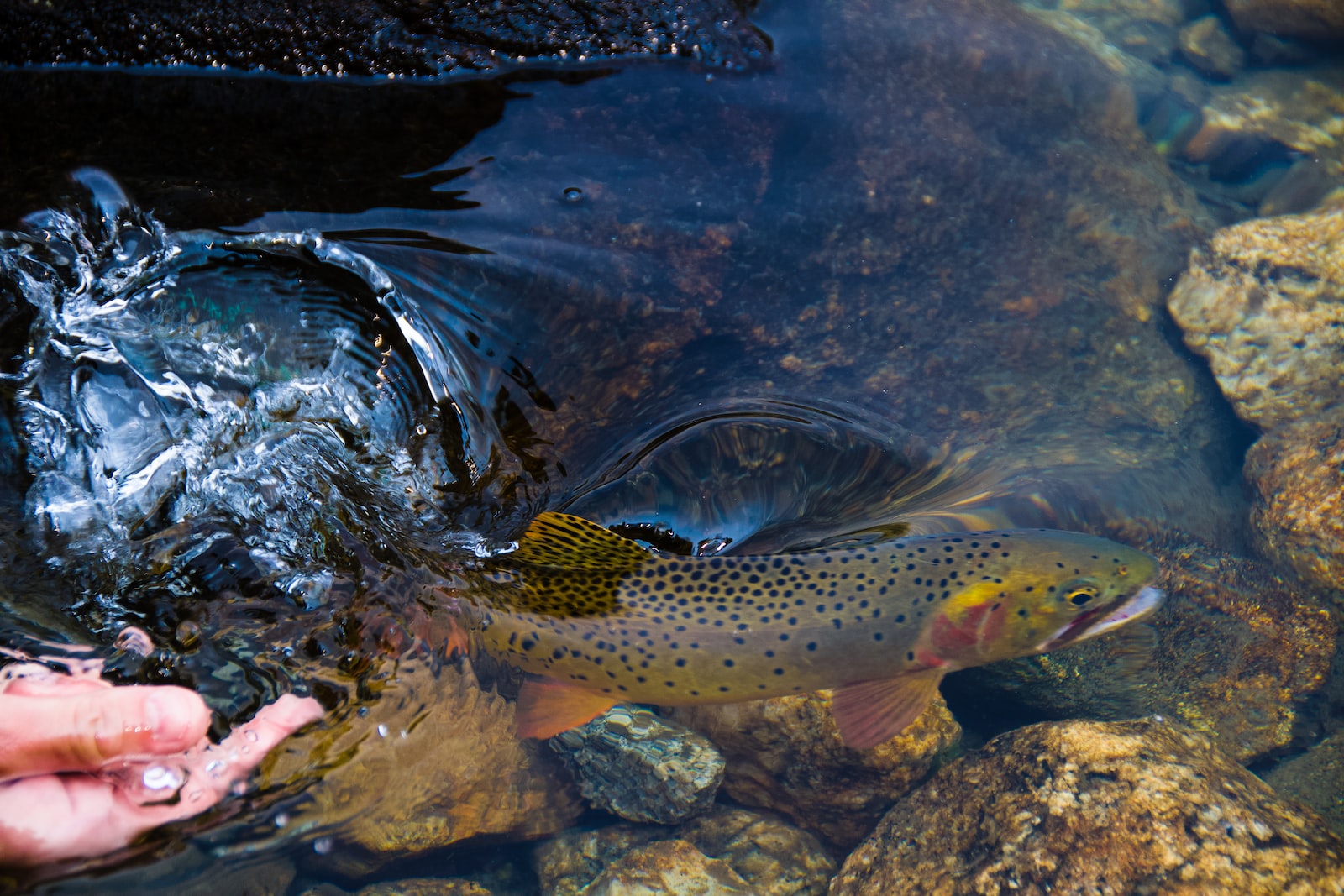 to the Doc Fritchey Chapter of Trout Unlimited Doc Fritchey