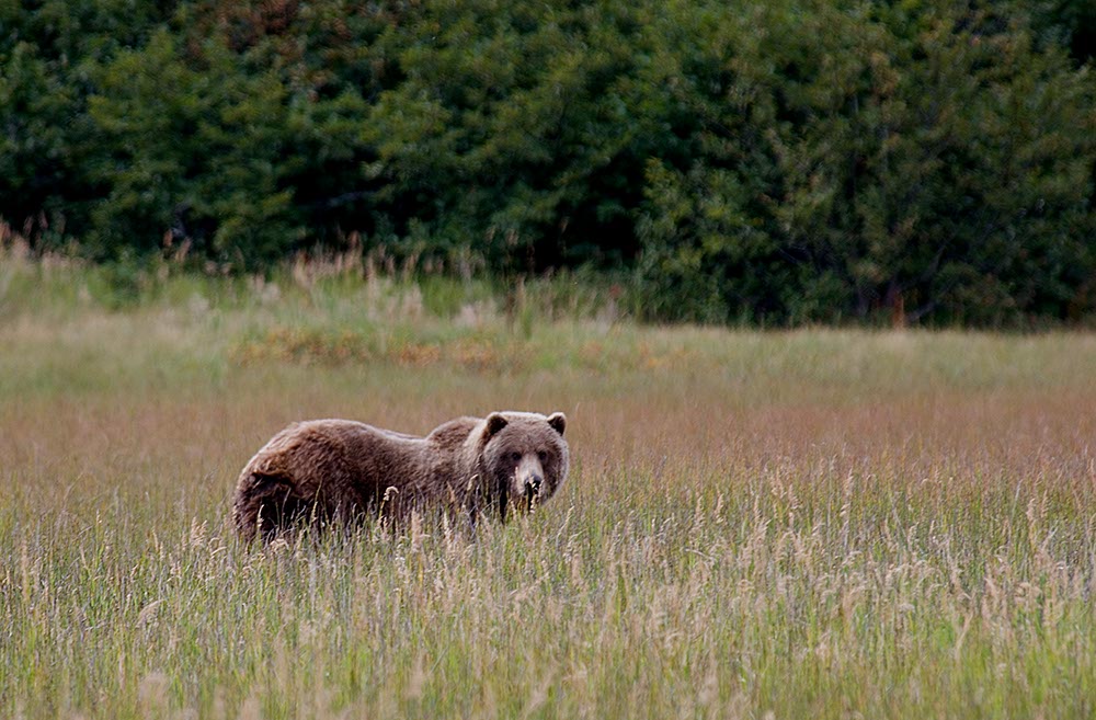 The Next Step in the Fight for Bristol Bay Doc Fritchey Trout Unlimited