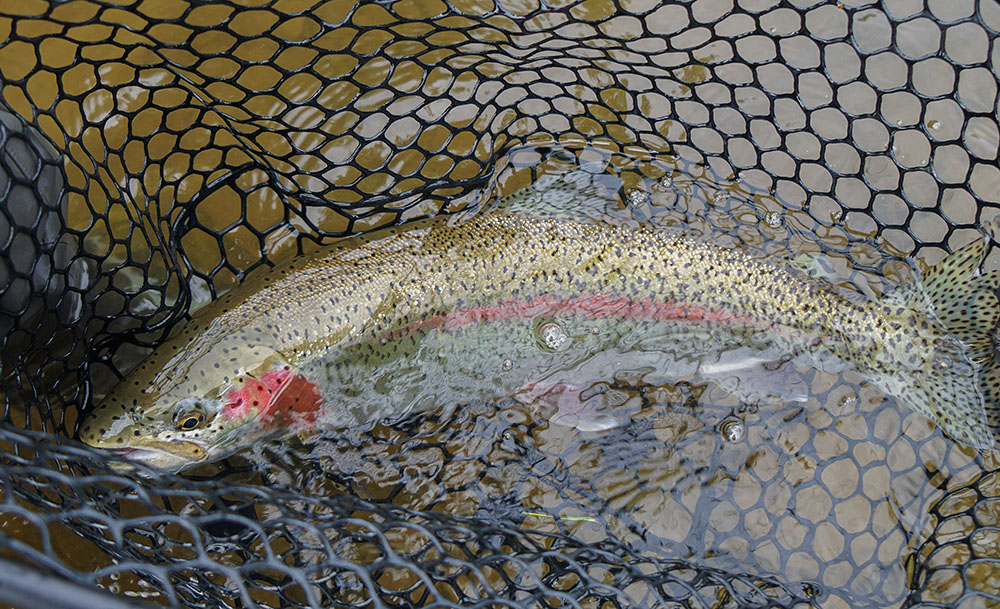 The Next Step in the Fight for Bristol Bay Doc Fritchey Trout Unlimited