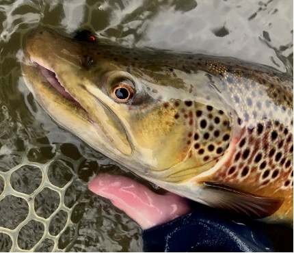 Face of a brown trout in a net.