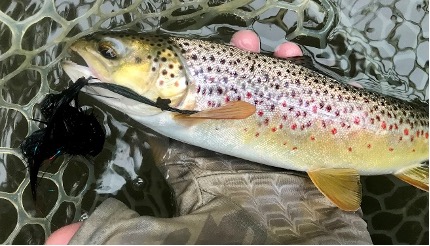 A brown trout being held in a fisherman's hand.