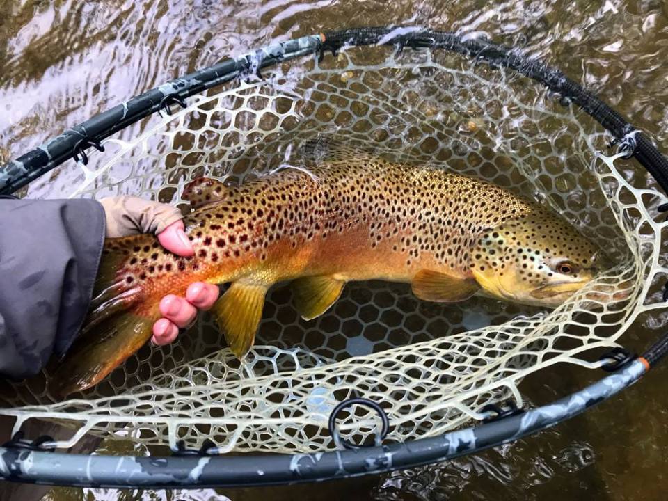 Petition to Protect Large Brown Trout in Pennsylvania - Doc Fritchey Trout  Unlimited