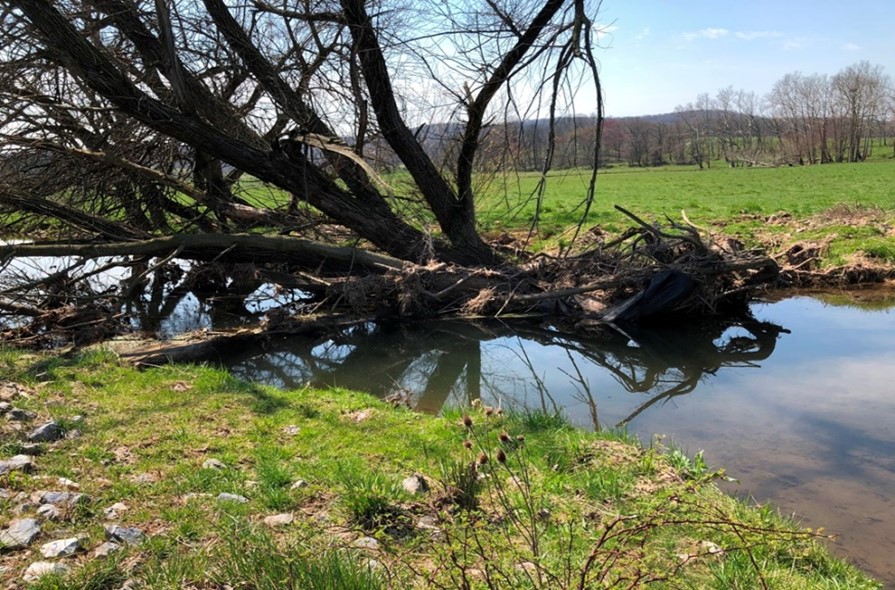 Barry Farm Hammer Creek