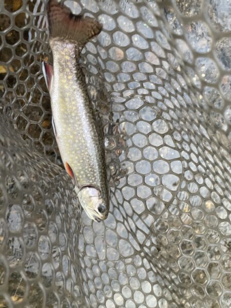 A brook trout sits in an angler's net above a stream.