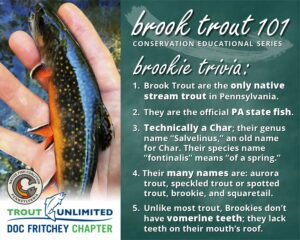 Read more about the article Brook Trout 101: Brookie Trivia #1