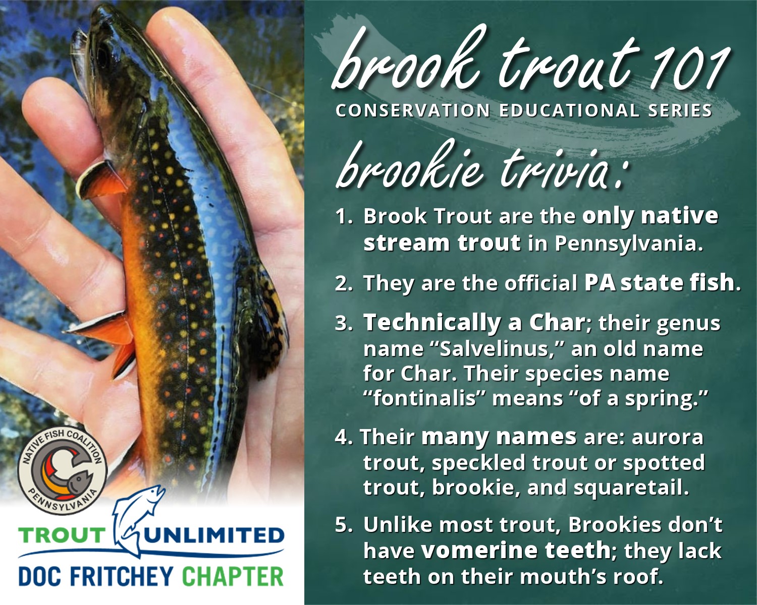 You are currently viewing Brook Trout 101: Brookie Trivia #1
