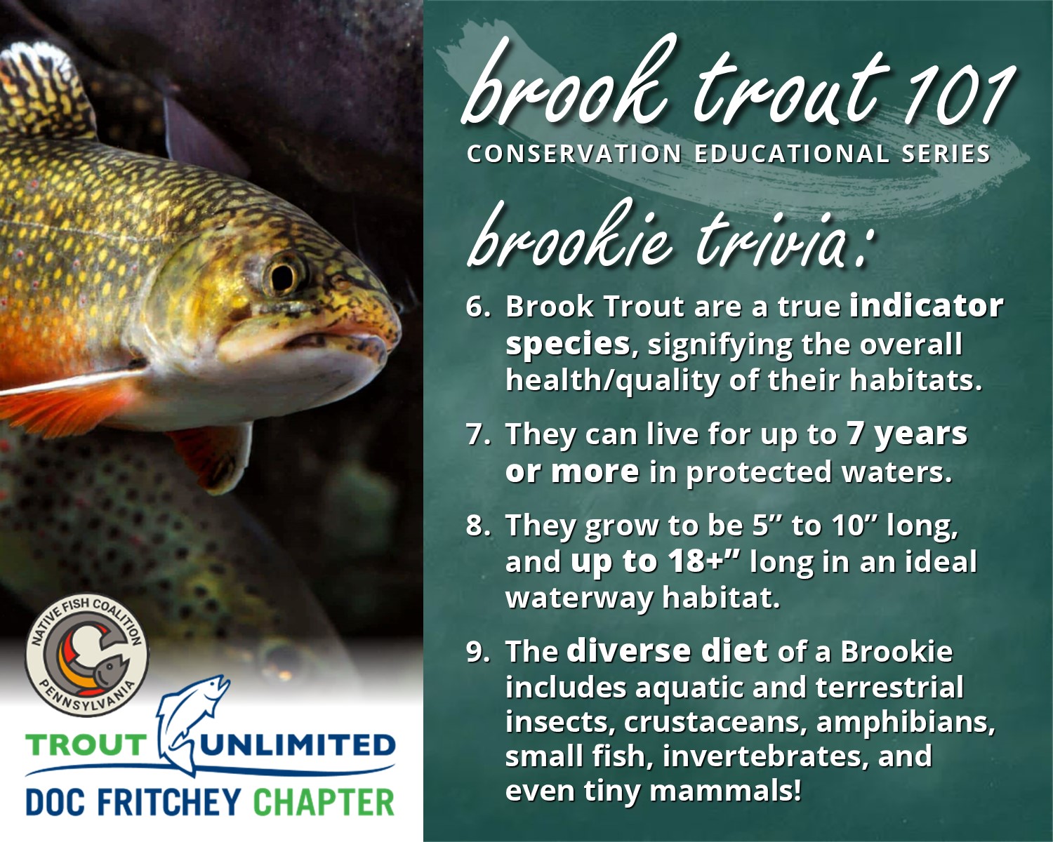 You are currently viewing Brook Trout 101: Brookie Trivia #2
