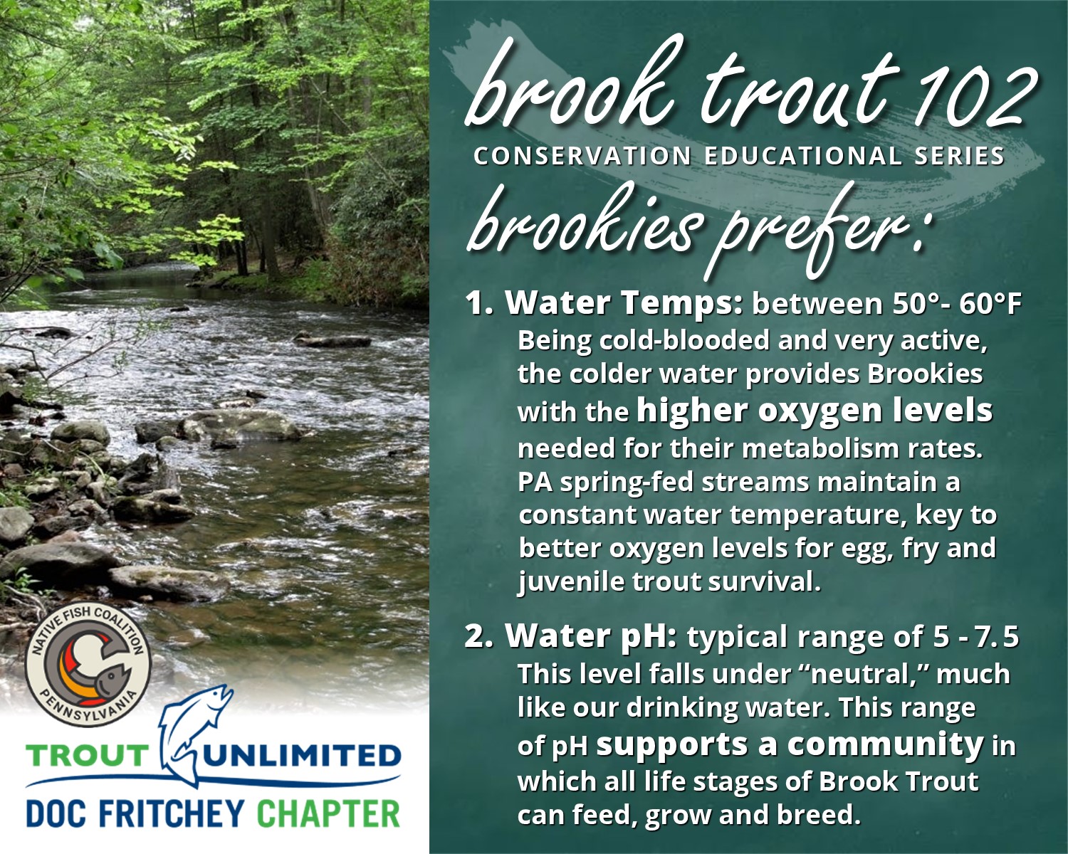 You are currently viewing Brook Trout 102: Brookies Prefer