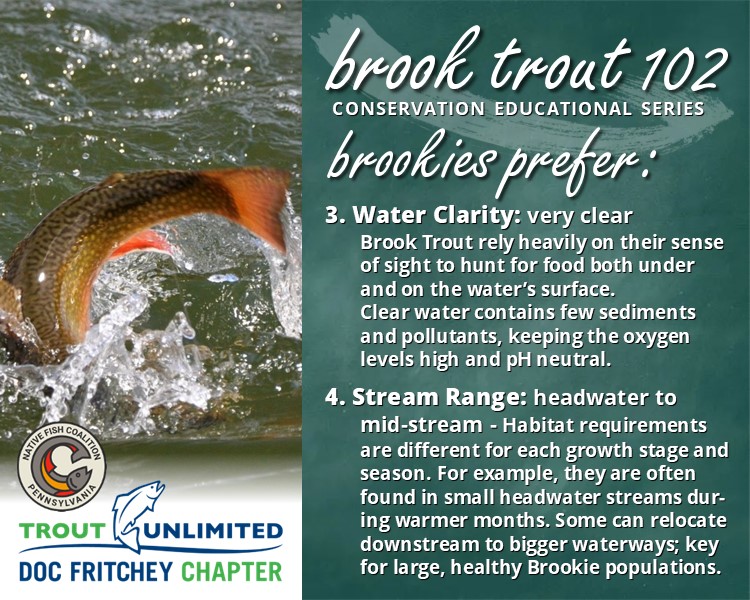 You are currently viewing Brook Trout 102: Brookies Prefer
