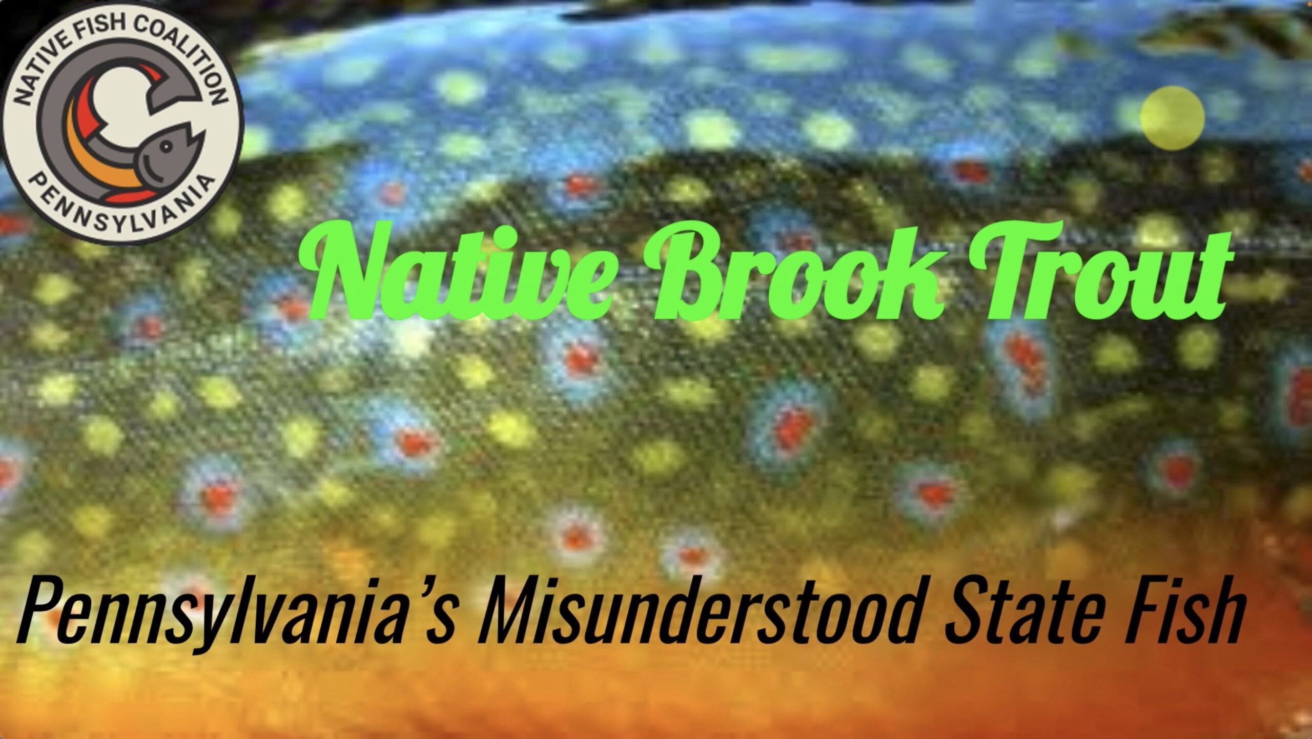 You are currently viewing Native Brook Trout: PA’s Misunderstood State Fish with Dr. Jim Suleski