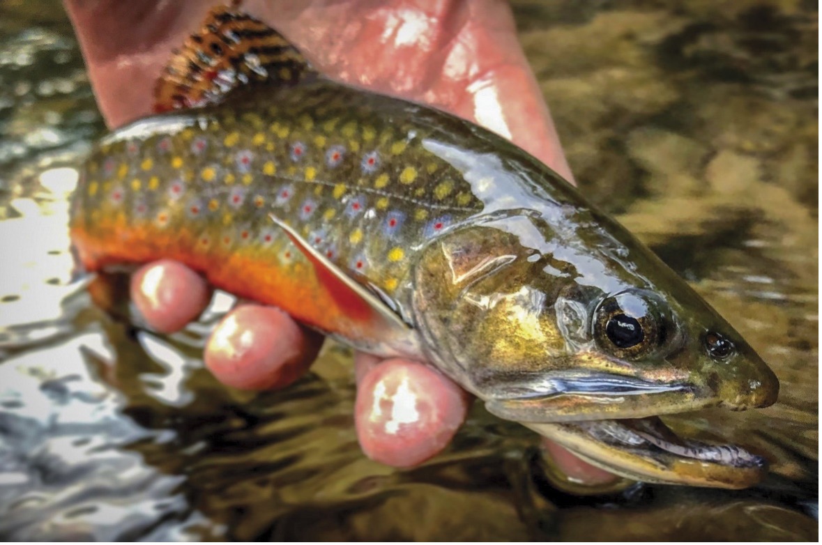 You are currently viewing September Membership Meeting – Native Brook Trout: PA’s Misunderstood State Fish