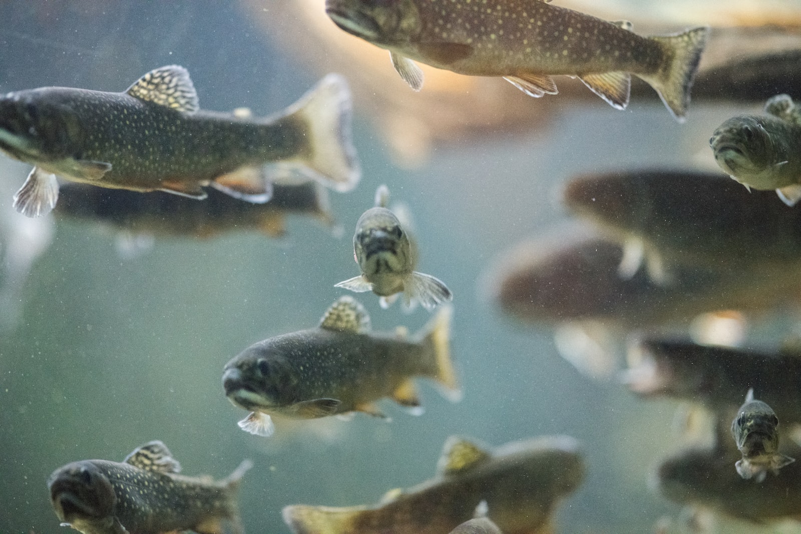 silver and black fish in water